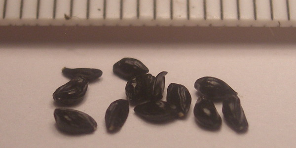 Aquilegia vulgaris var. stellata 'Black Barlow' 