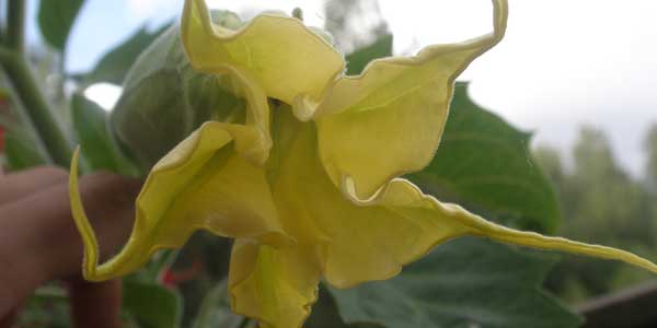 Engeltrompet med gule blomster