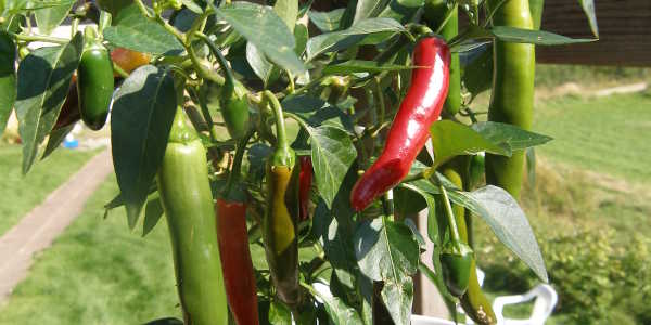 Chili (Capsicum)