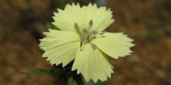Dianthus knappii 'yellow harmony'