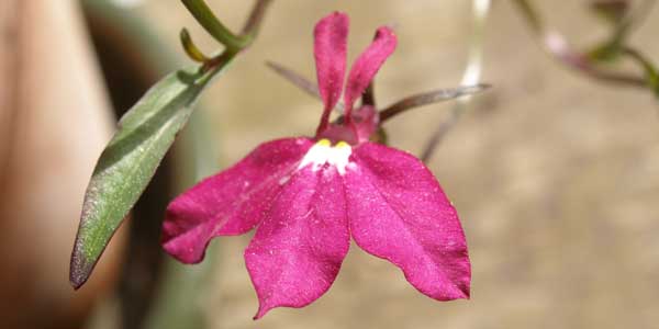 Rosa lobelia (Lobelia erinus)