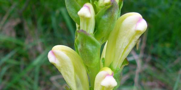 Kongsspir (Pedicularis sceptrum carolinum)