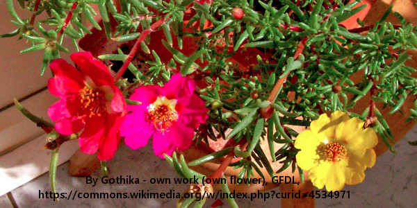 Solportulakk (Portulaca grandiflora)