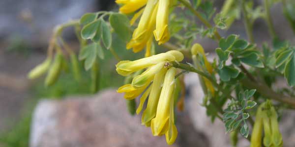 Lerkespore (Pseudofumaria lutea)
