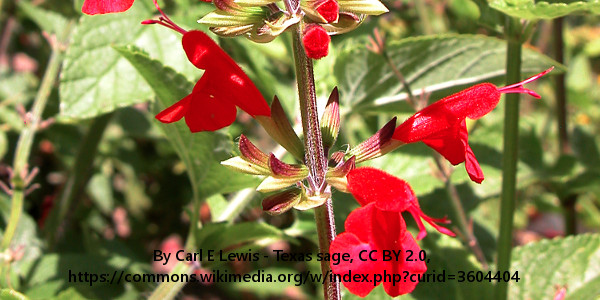 Scarlet sage (Salvia coccinea)