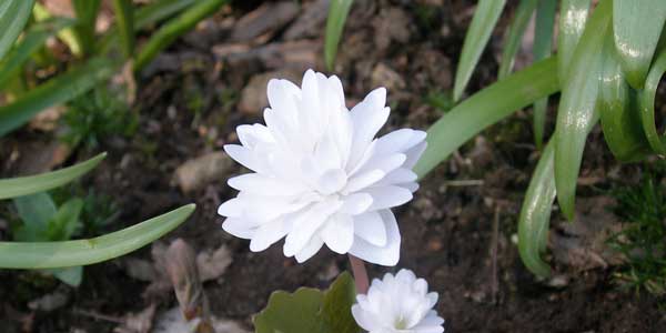 Blodurt 'flore pleno' (Sanguinaria canadensis)