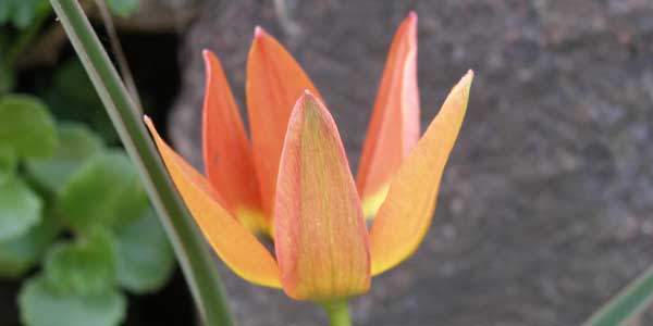 Tulipa pulchella little princess